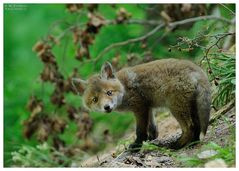 -- Rotfuchs - Welpe -- ( Vulpes vulpes )