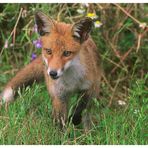 - Rotfuchs Welpe - ( Vulpes vulpes )