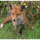 - Rotfuchs Welpe - ( Vulpes vulpes )