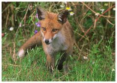 - Rotfuchs Welpe - ( Vulpes vulpes )