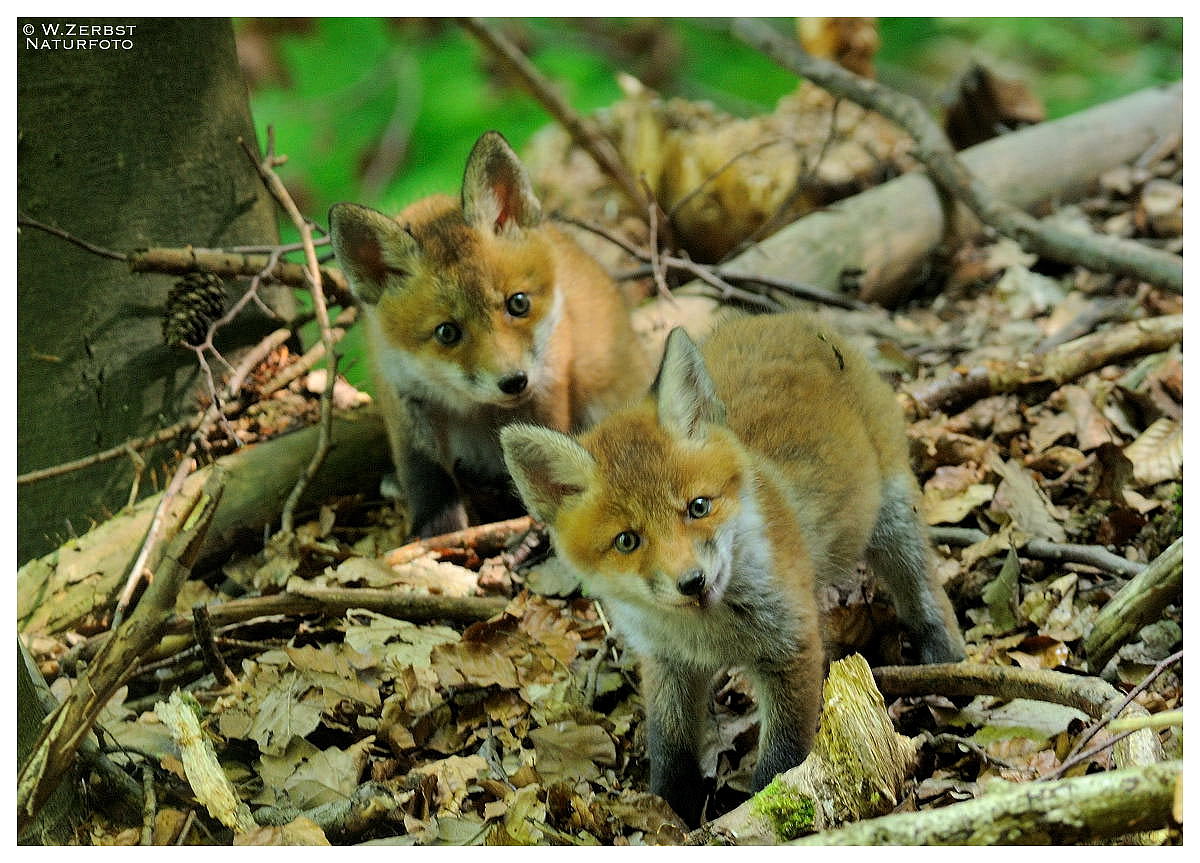 -- Rotfuchs-Welpen -- ( Vulpes vulpes )