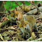 -- Rotfuchs-Welpen -- ( Vulpes vulpes )