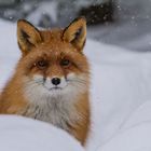 Rotfuchs: Winterstimmung