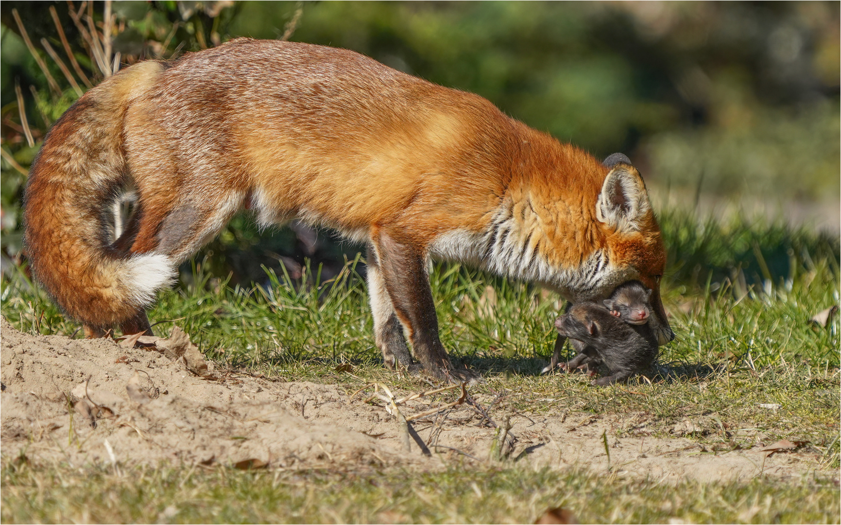 Rotfuchsfähe mit Nachwuchs