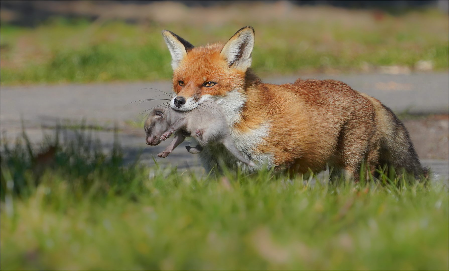 Rotfuchsfähe mit Nachwuchs