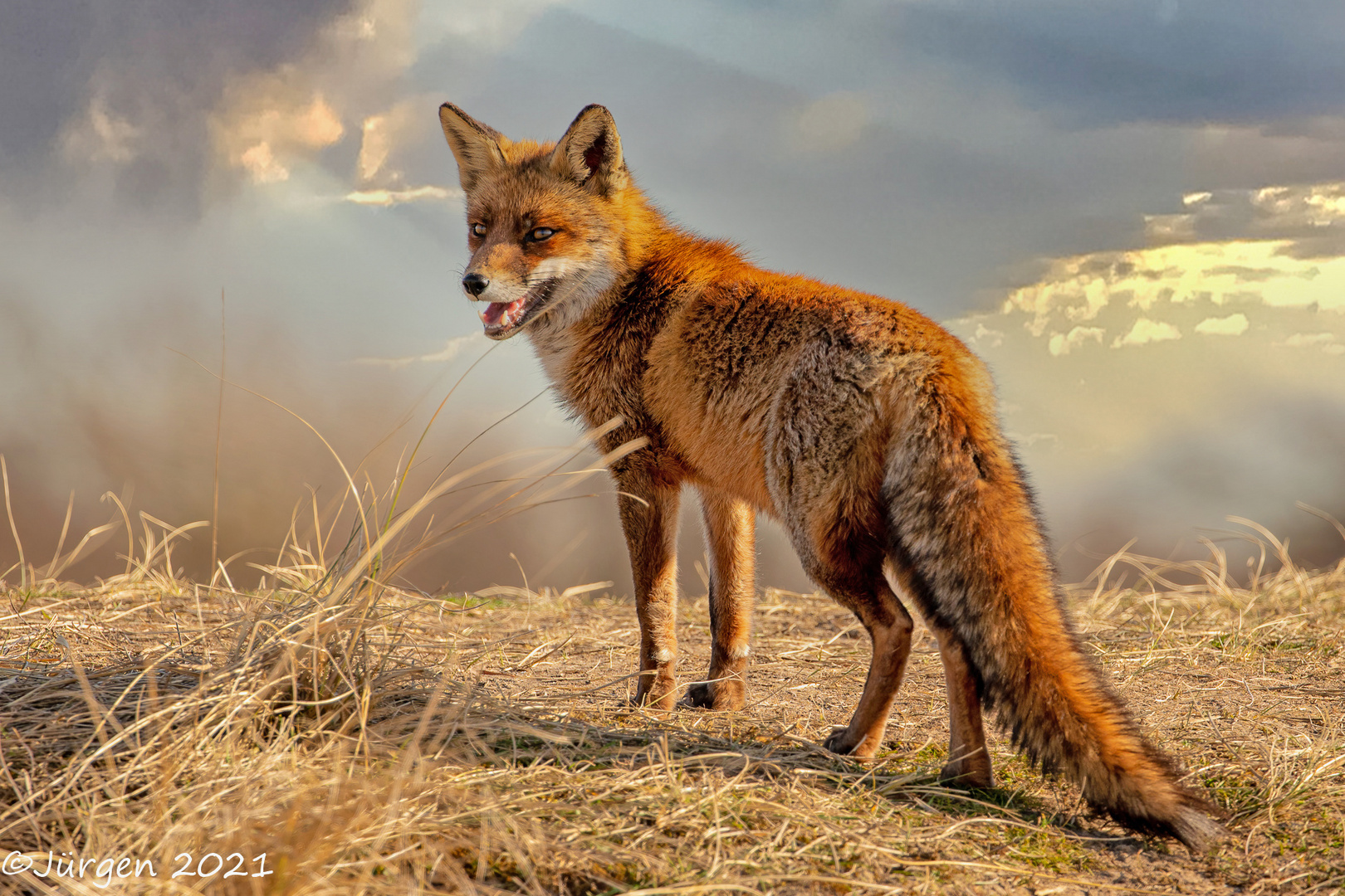 Rotfuchs..(red Fox)