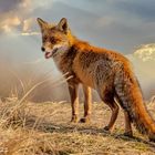 Rotfuchs..(red Fox)