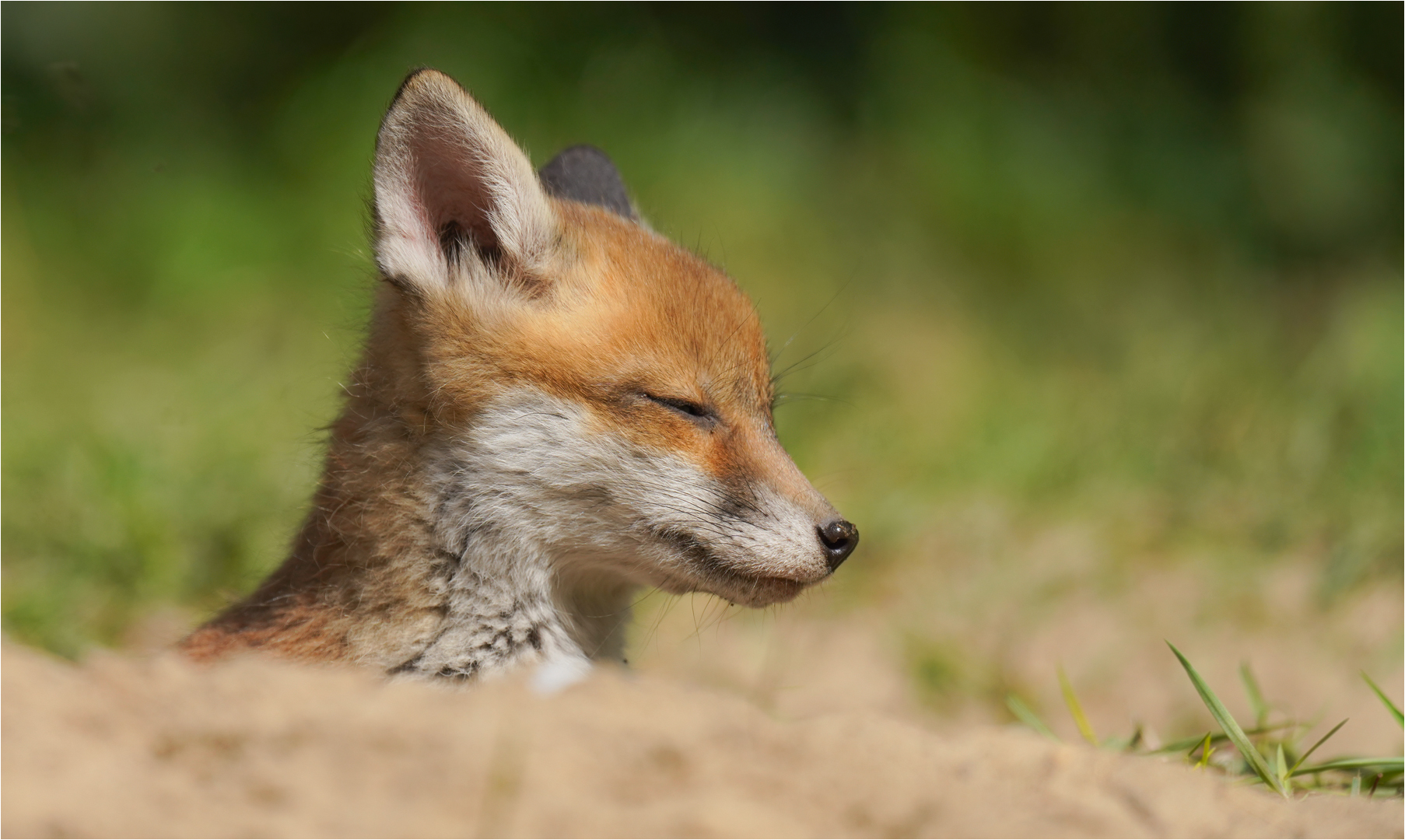 Rotfuchswelpe schaut ganz entspannt aus dem Fuchsbau