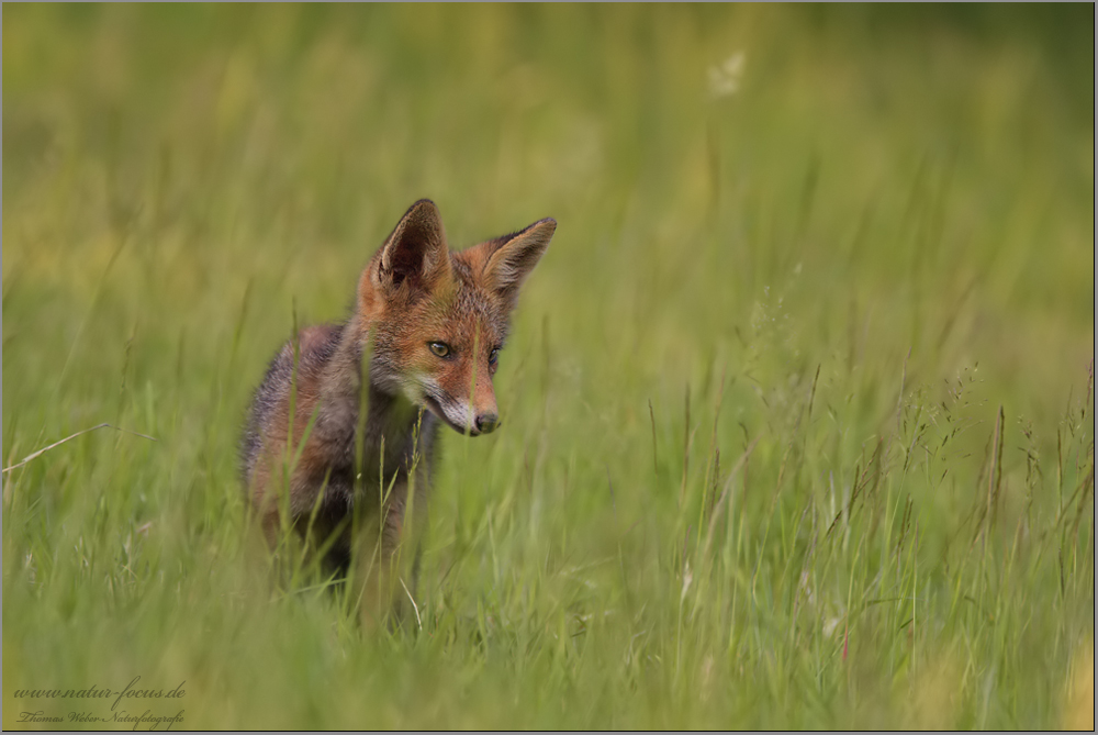 Rotfuchswelpe (Vulpes vulpes)