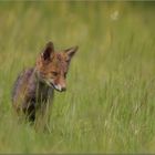 Rotfuchswelpe (Vulpes vulpes)