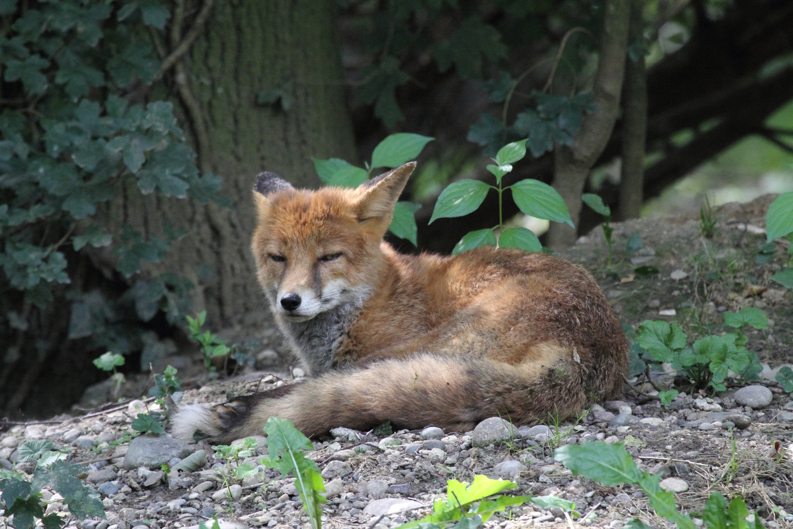 Rotfüchse im Tierrpark Lange Erlen 