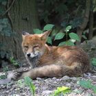 Rotfüchse im Tierrpark Lange Erlen 