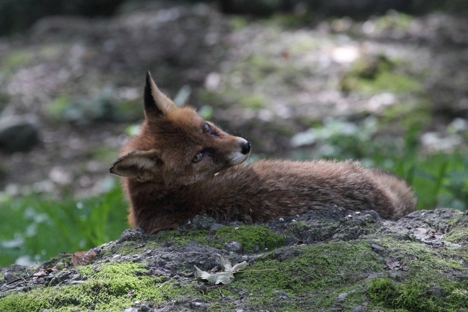 Rotfüchse im Tierrpark Lange Erlen 