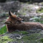 Rotfüchse im Tierrpark Lange Erlen 