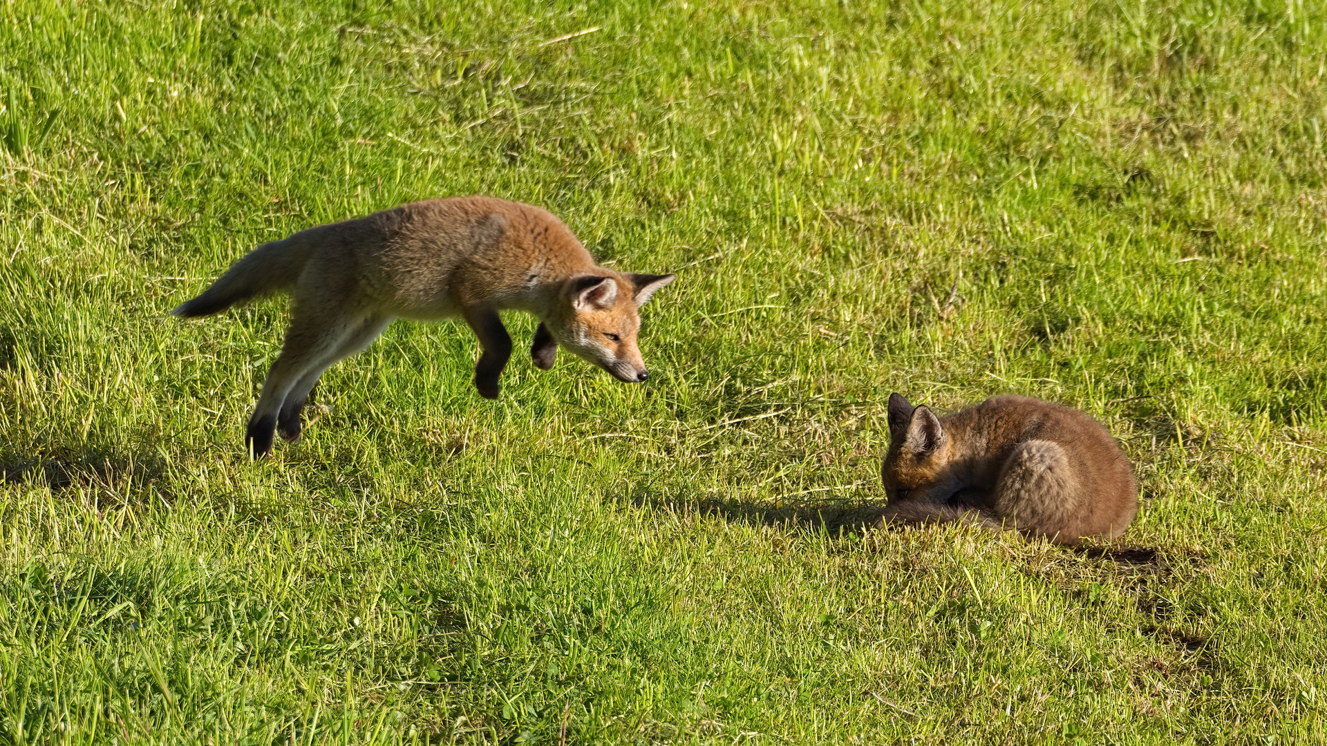 Rotfüchse (Vulpes vulpes)