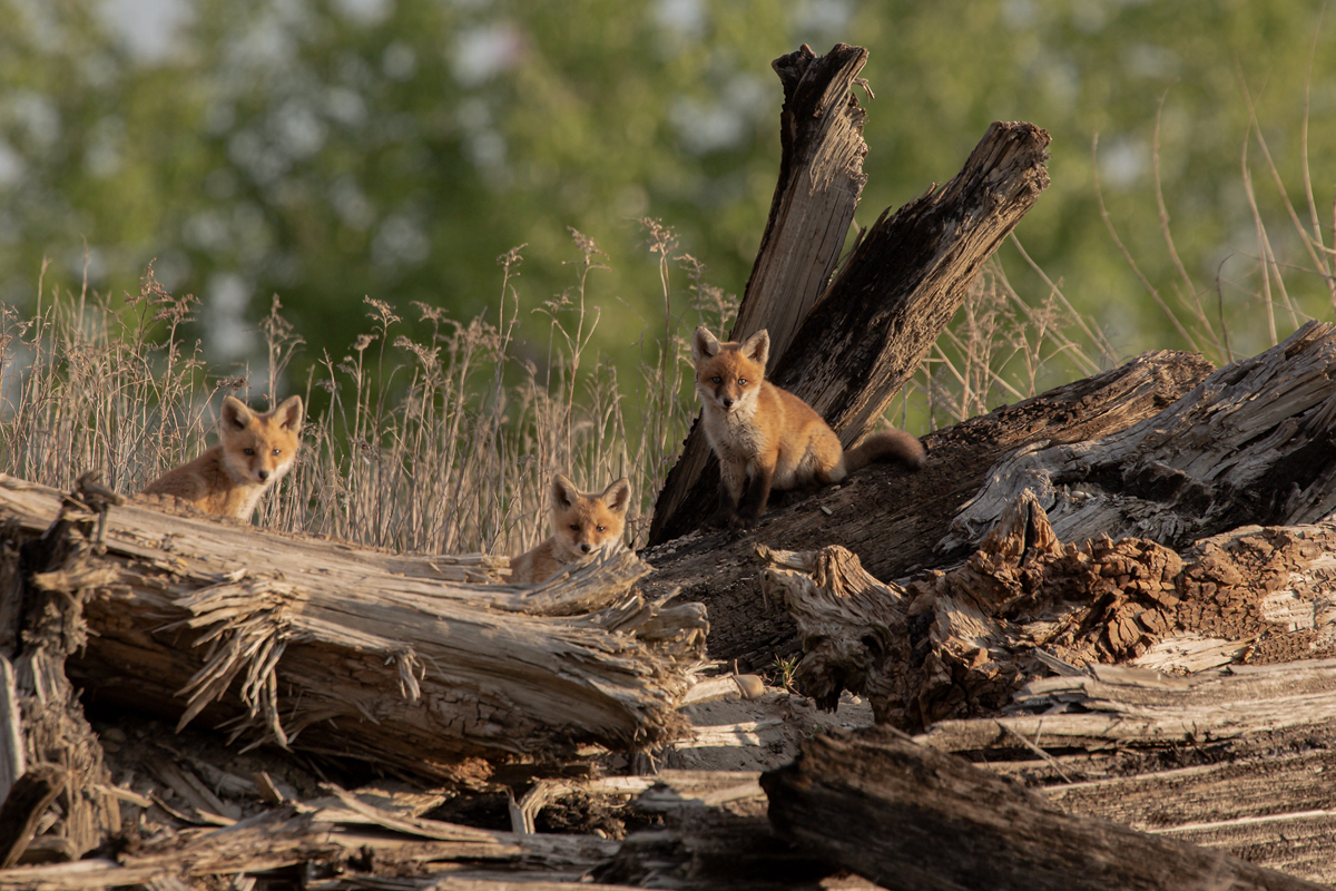 Rotfüchse (Vulpes vulpes) 