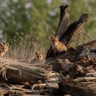 Rotfüchse (Vulpes vulpes) 