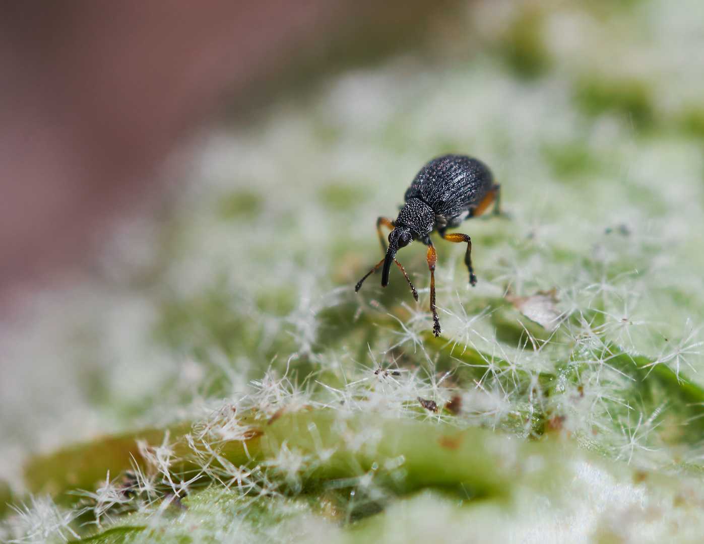  Rotfüßiger Klee-Spitzmausrüssler (Protapion vulvipes)