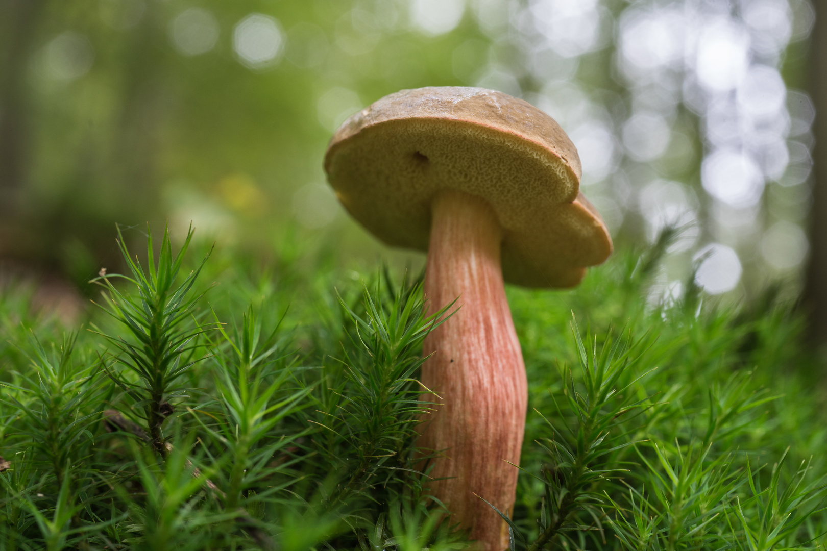 Rotfuß Röhrling chrysenteron) Foto & Bild pflanzen, pilze & flechten, wald, pilz