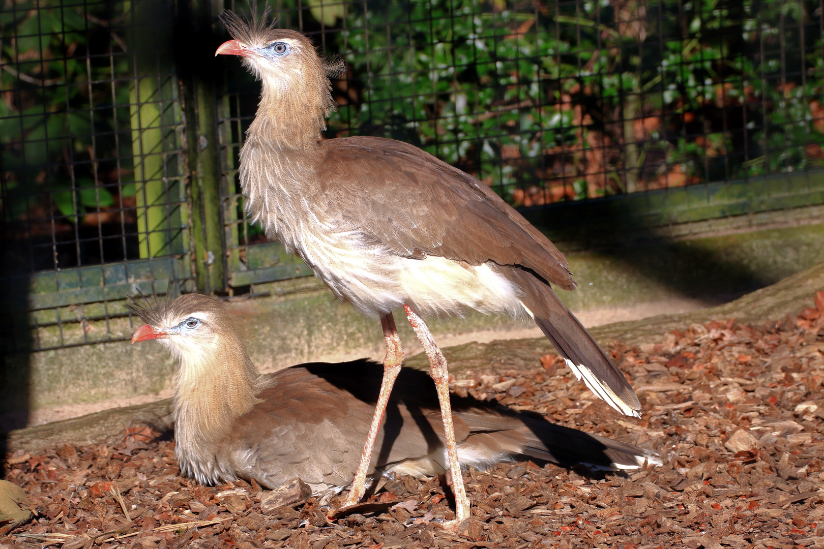 Rotfuß-Seriema - Zoo Dortmund