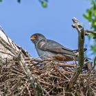 Rotfußfalke am Nest