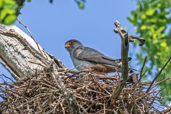 Rotfußfalke am Nest