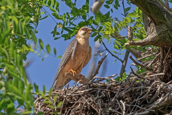 Rotfußfalke am Nest