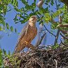 Rotfußfalke am Nest