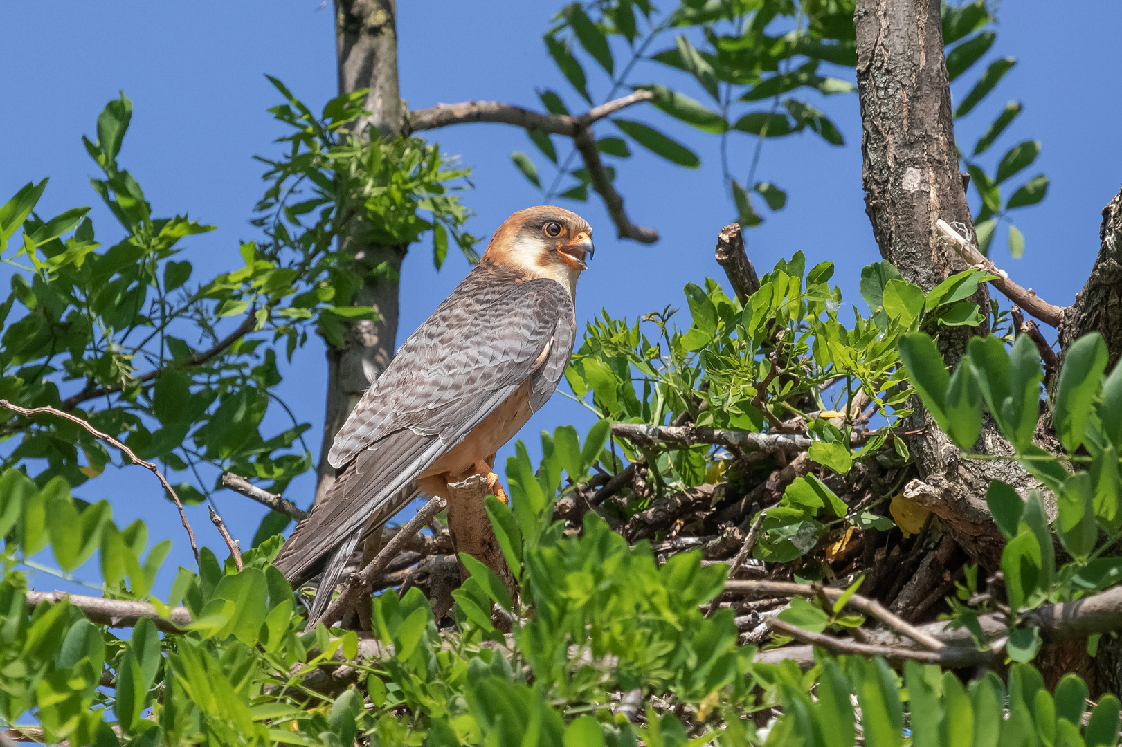 Rotfußfalke am Nest 