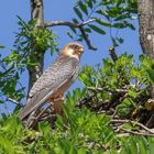 Rotfußfalke am Nest 