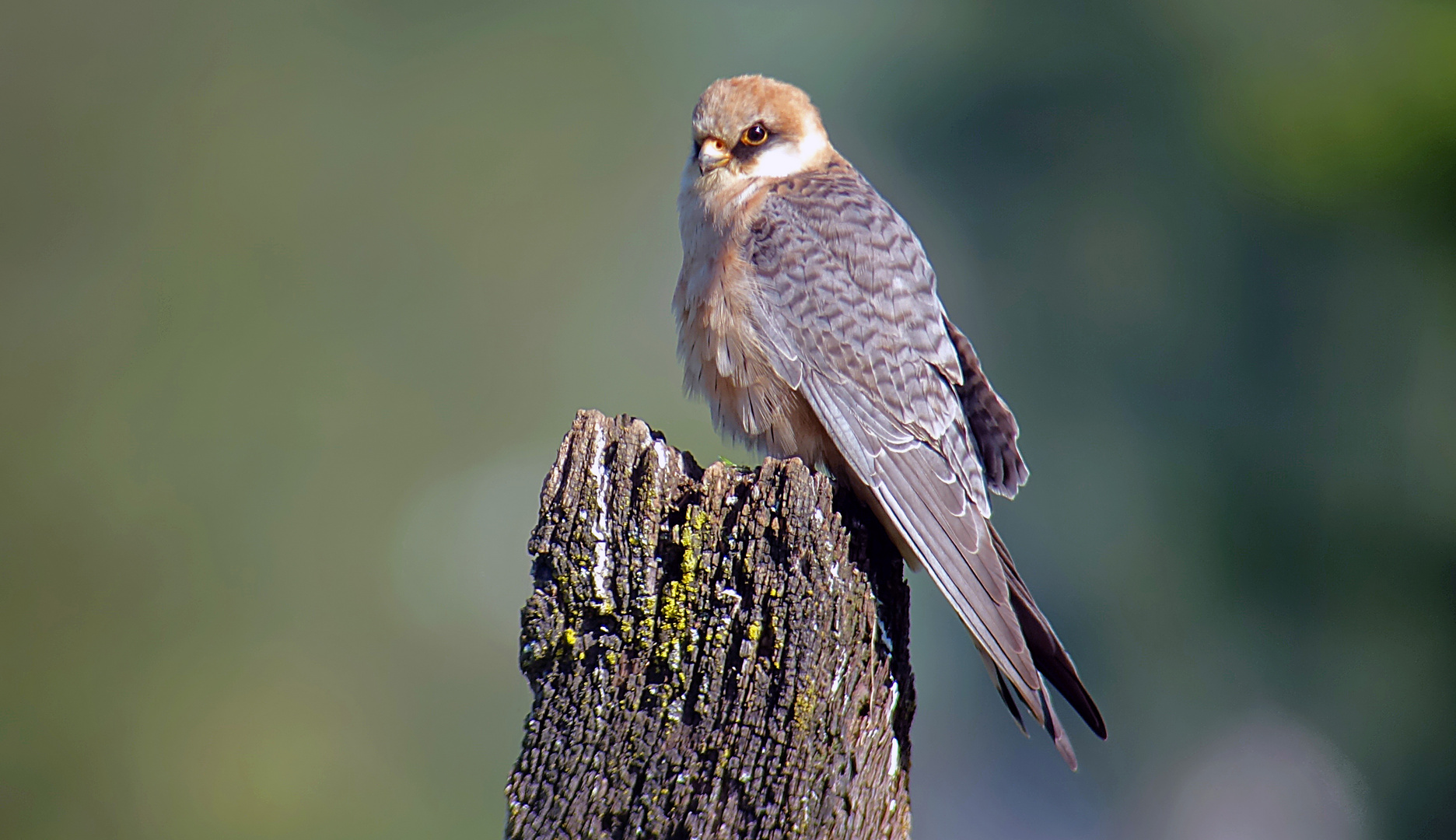 Rotfussfalke auf dem Durchzug