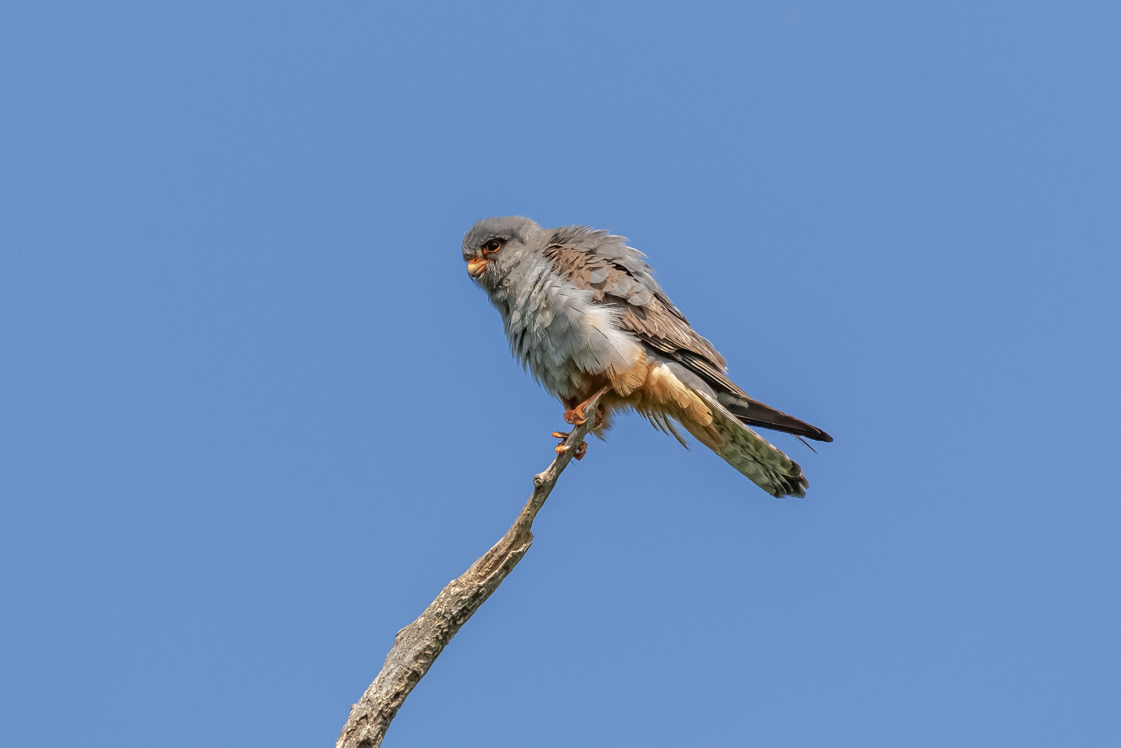 Rotfußfalke auf der Spitze