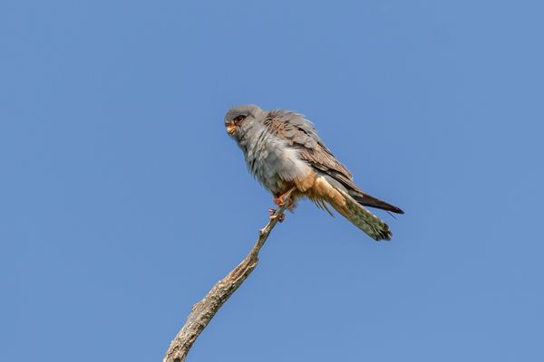 Rotfußfalke auf der Spitze