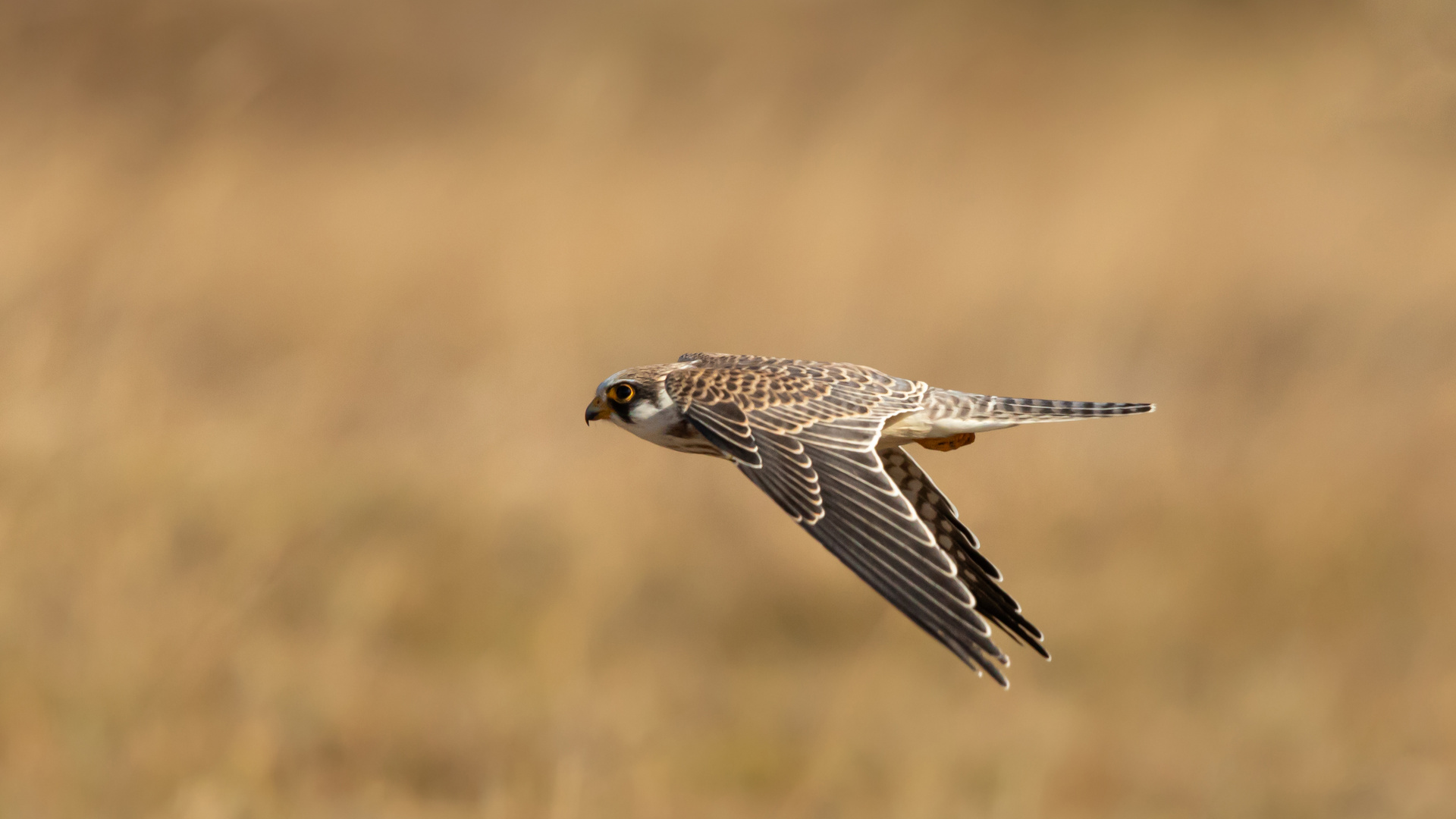 Rotfußfalke auf Öland