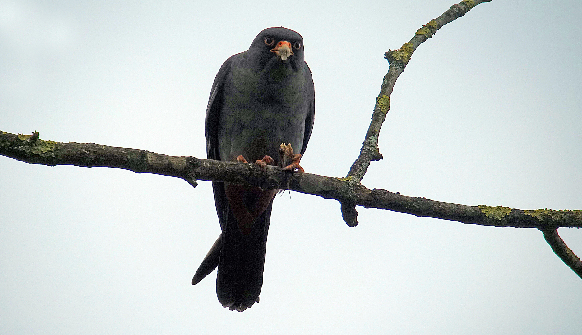 Rotfussfalke beim Fressen