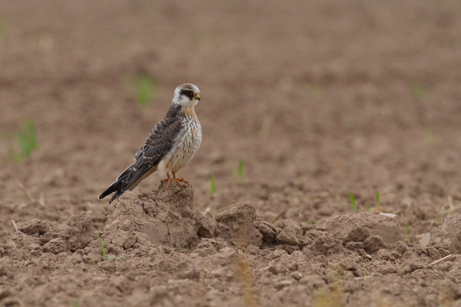 Rotfußfalke (Falco vespertinus )