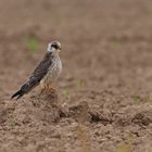 Rotfußfalke (Falco vespertinus )