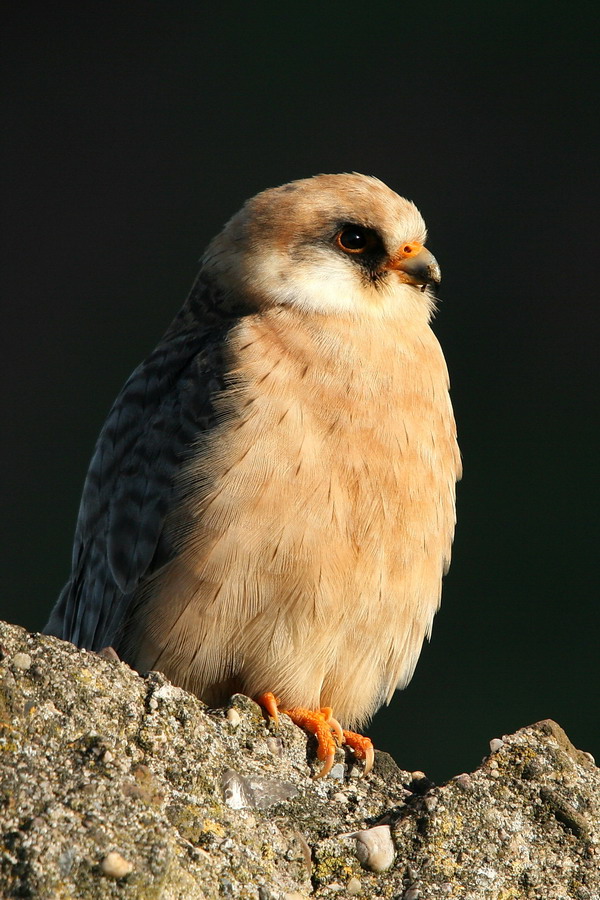 Rotfußfalke ( Falco vespertinus )