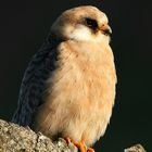 Rotfußfalke ( Falco vespertinus )