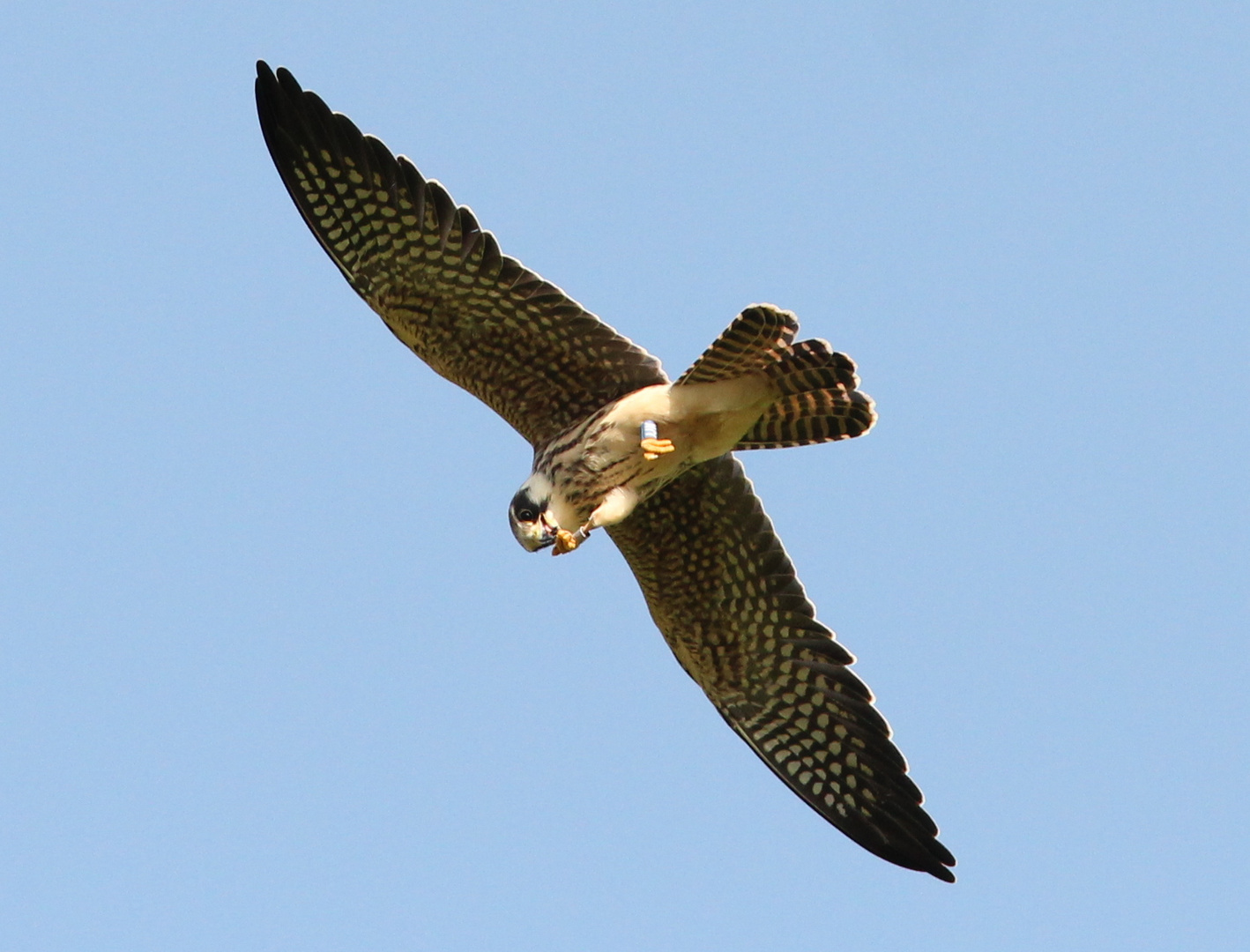 Rotfussfalke (Falco vespertinus)