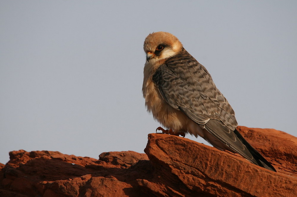 Rotfußfalke (Falco vespertinus)