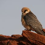 Rotfußfalke (Falco vespertinus)