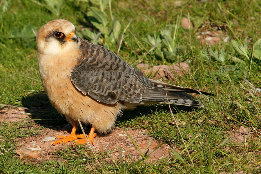 Rotfußfalke ( Falco vespertinus )...