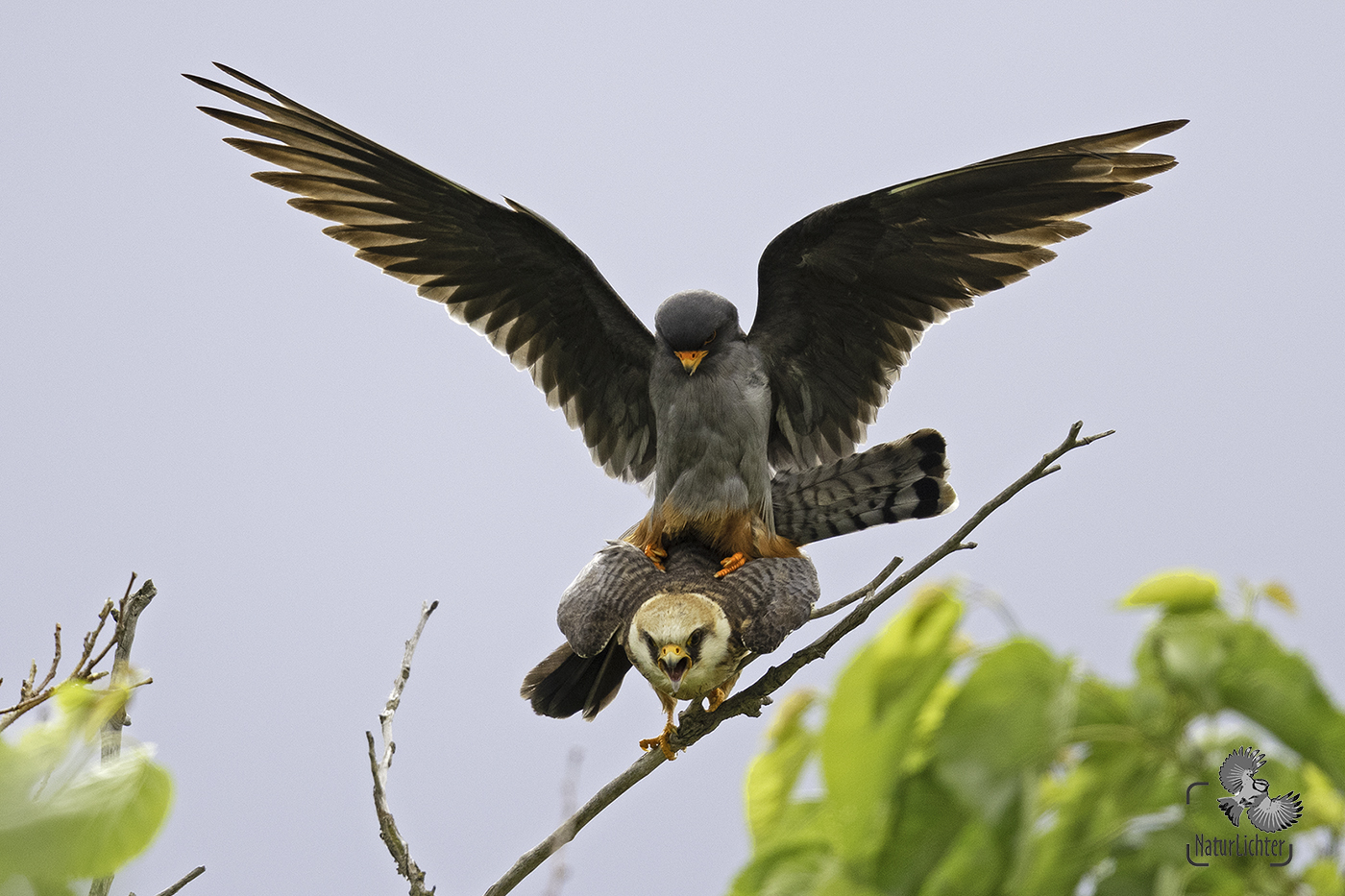 Rotfußfalke (Falco vespertinus)