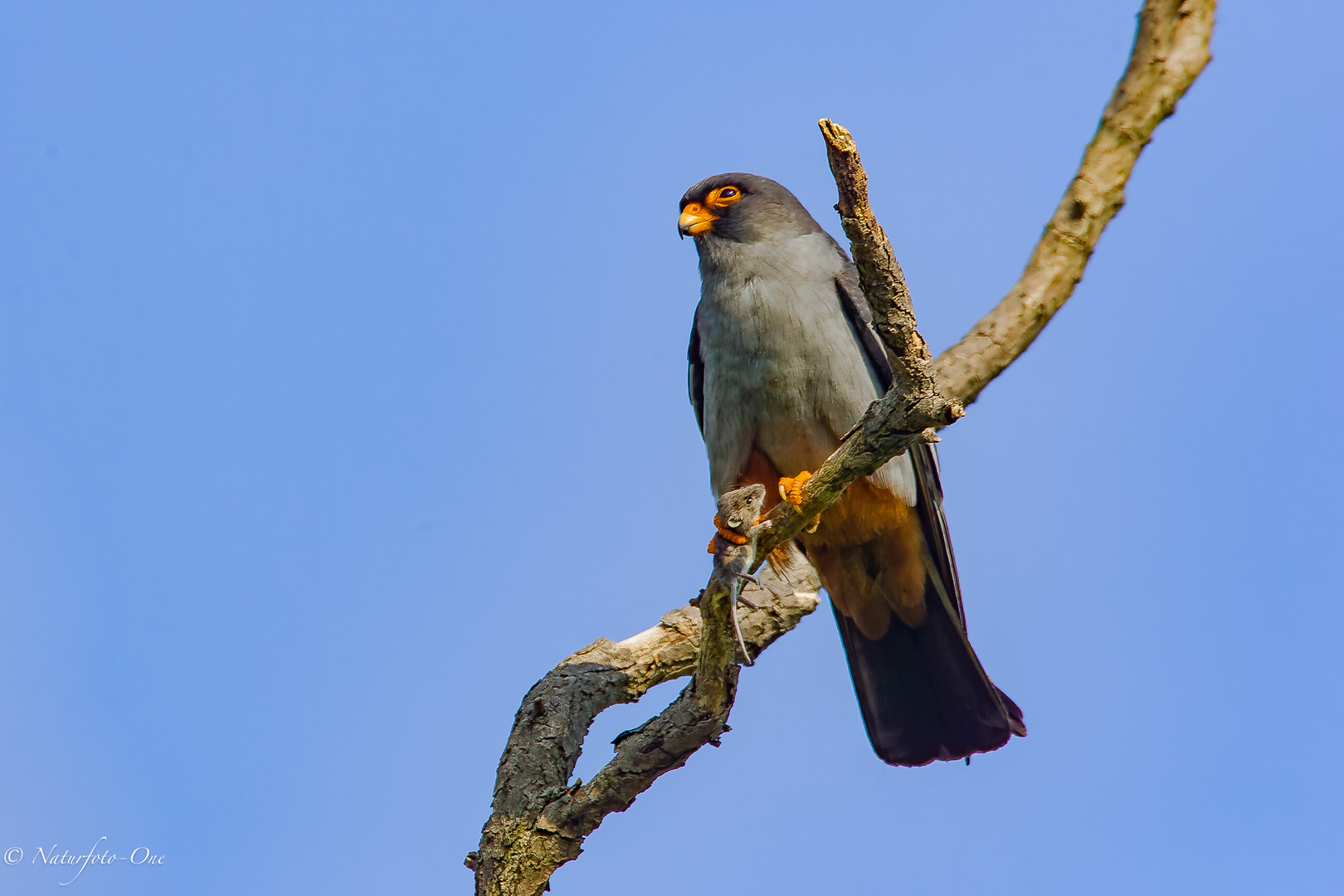 Rotfußfalke ( Falco vespertinus ) Red-footed Falcon