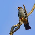 Rotfußfalke ( Falco vespertinus ) Red-footed Falcon