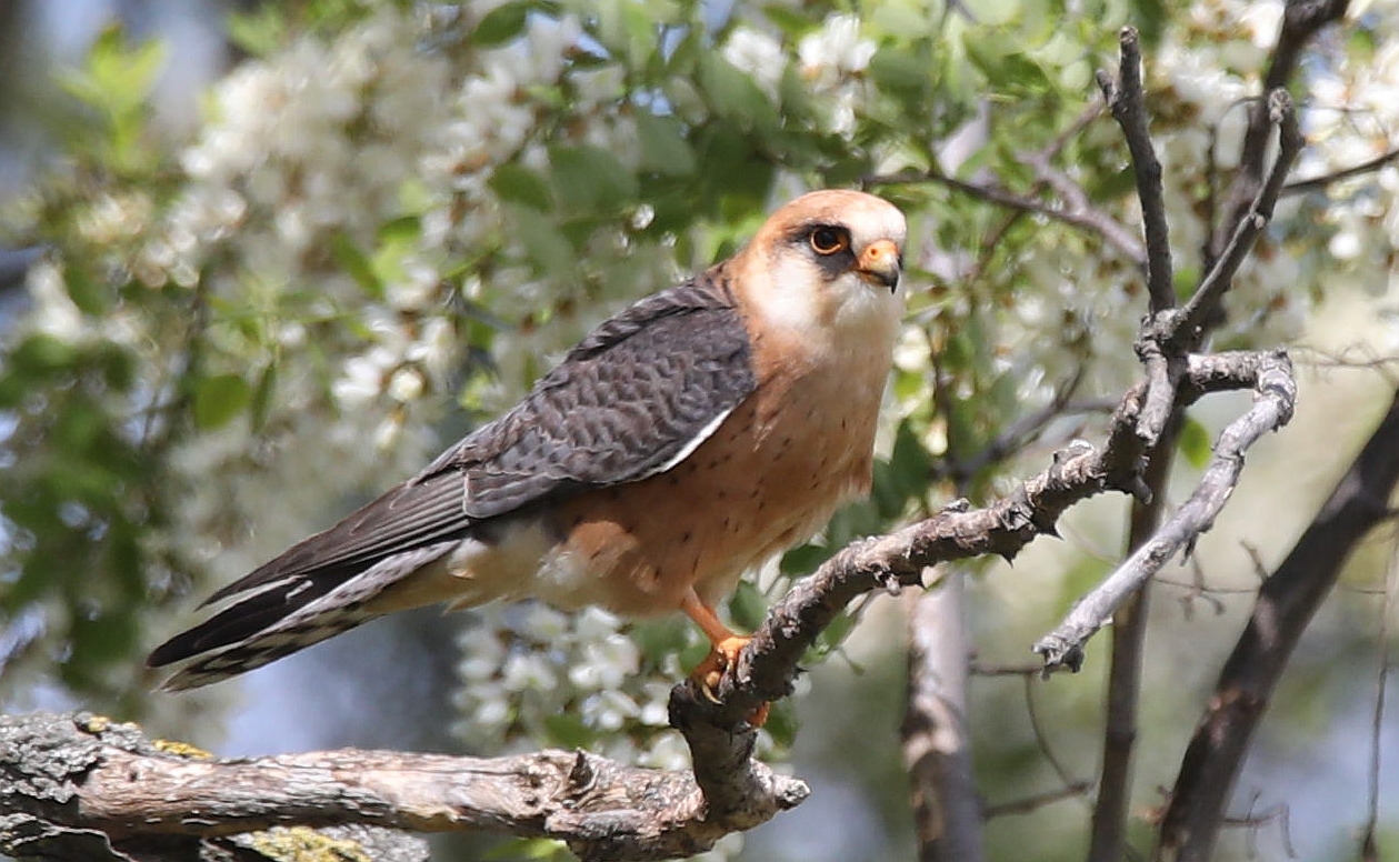 Rotfußfalke (Falco vespertinus) (w)