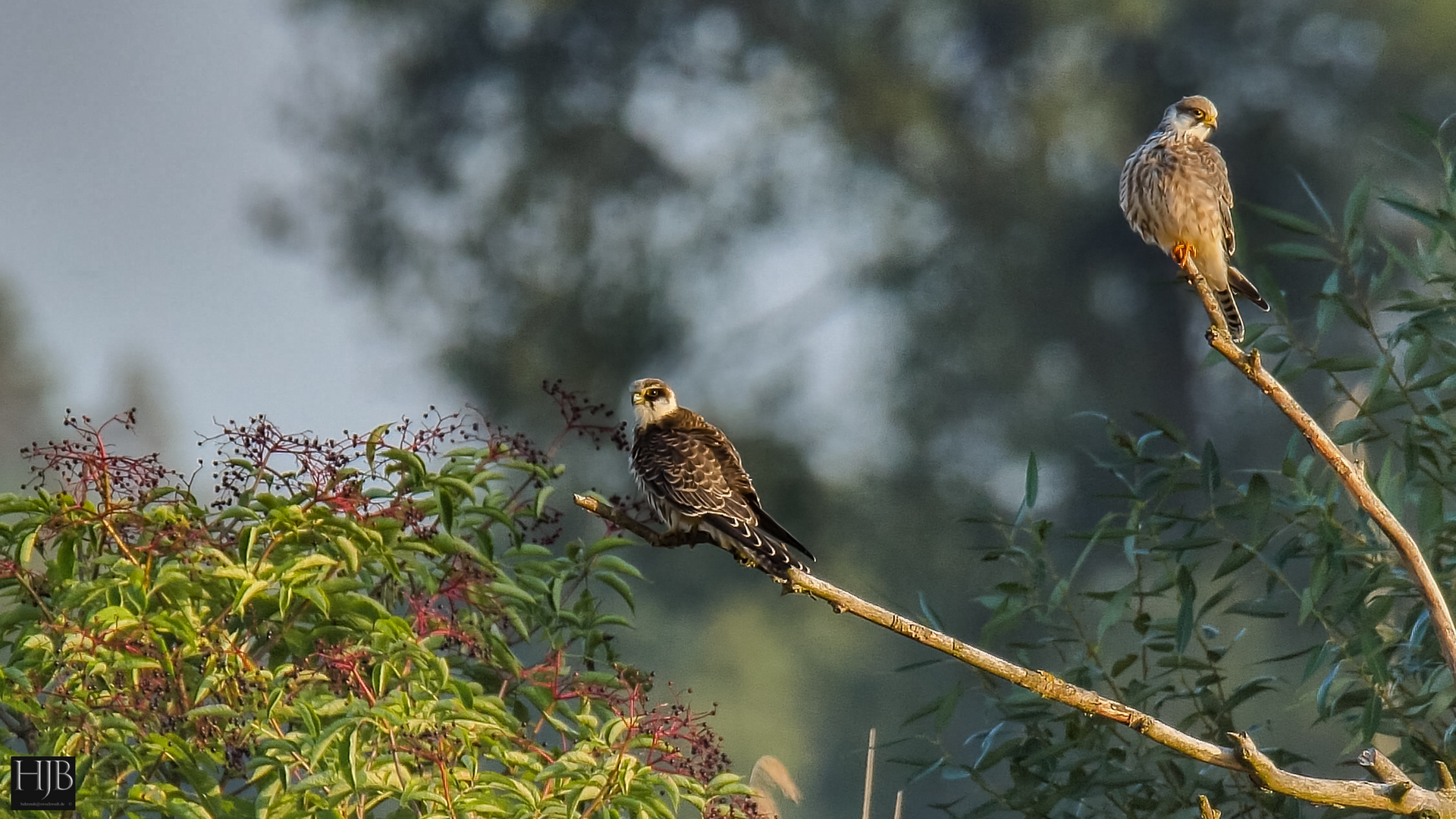 Rotfußfalke (Falcon vespertinus) - Red-footed Falcon juv.