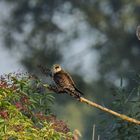 Rotfußfalke (Falcon vespertinus) - Red-footed Falcon juv.