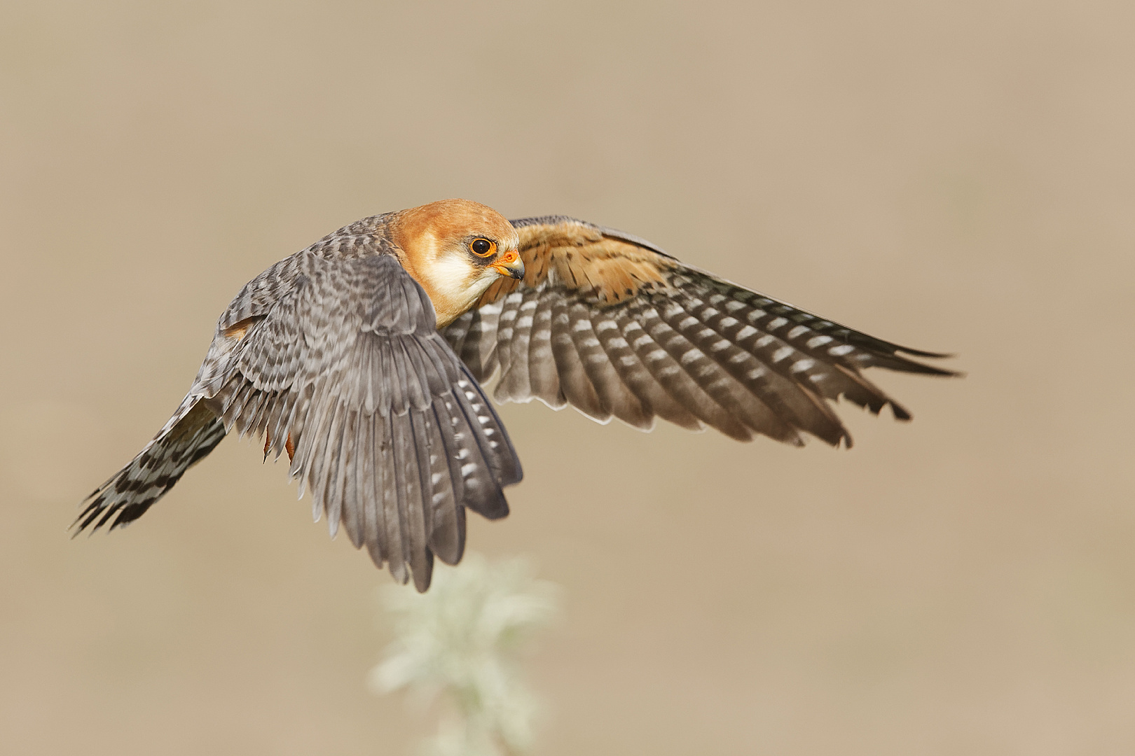 Rotfussfalke im Flug